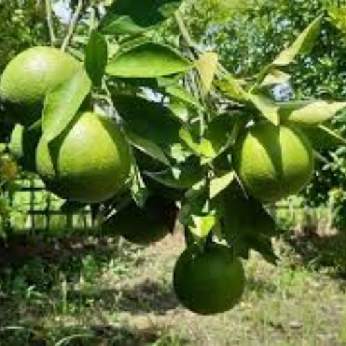 Mosambi Fruit Plant Manufacturer & Supplier in India